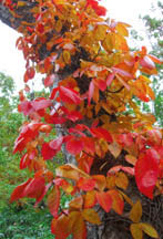 c0097856_10515894.jpg
