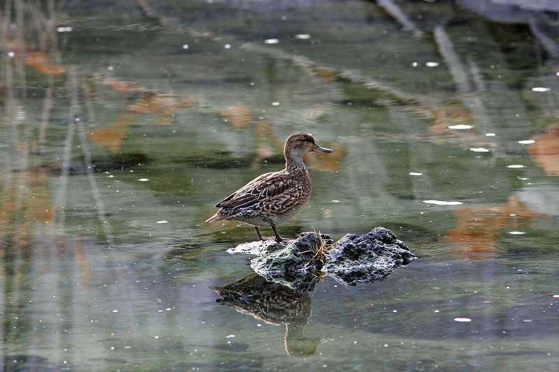 鳥のなまえは？_b0099877_16363413.jpg