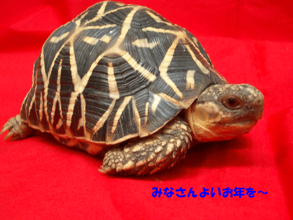 c0155511_12223064.gif