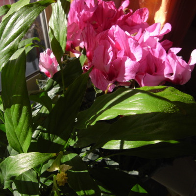 c0026612_11241466.jpg