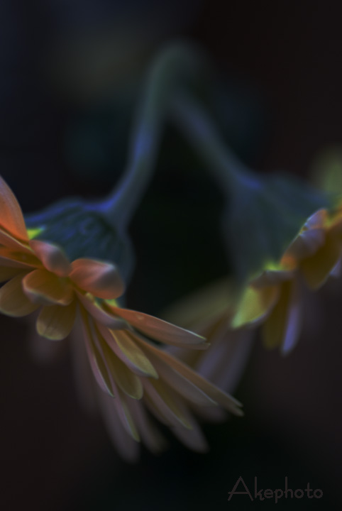 花で始まり花で終わりますぅ～♥_e0127416_215081.jpg