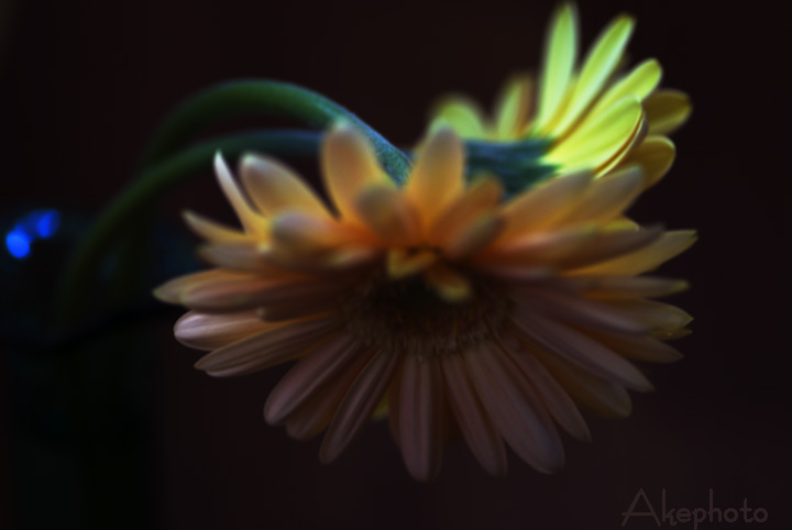 花で始まり花で終わりますぅ～♥_e0127416_221444.jpg