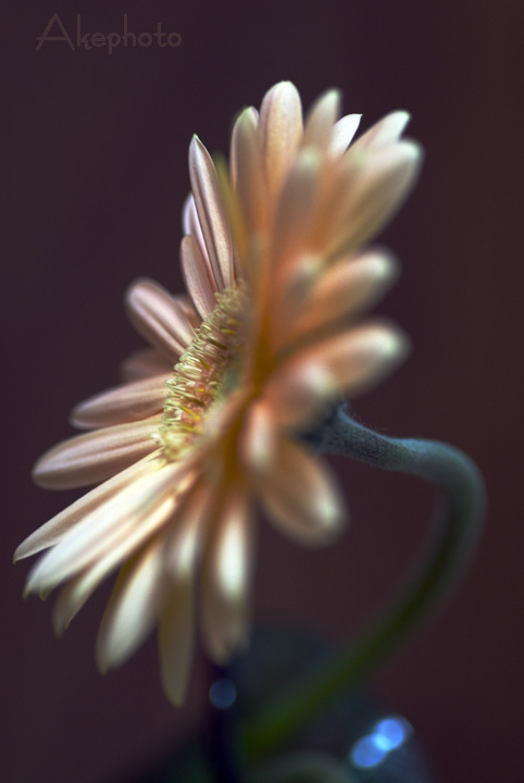 花で始まり花で終わりますぅ～♥_e0127416_223460.jpg