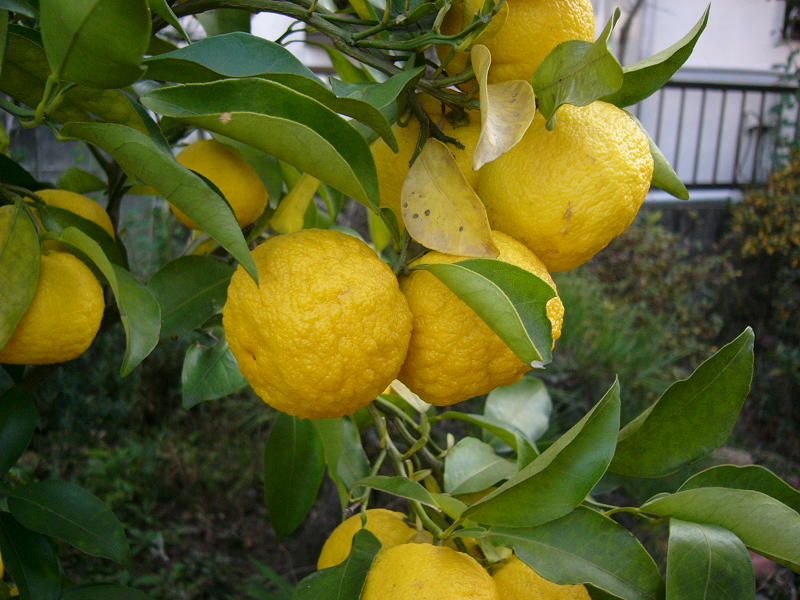 f0096947_0181363.jpg