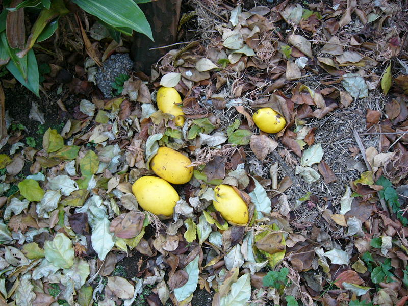 f0096947_0211733.jpg
