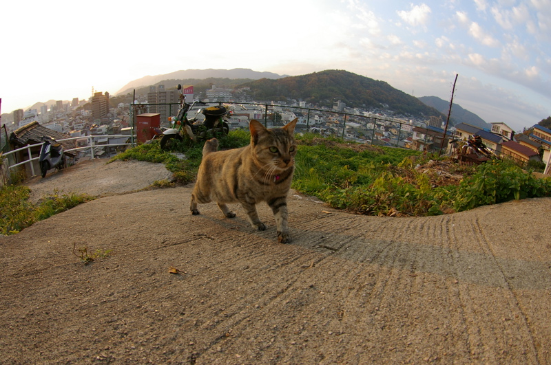 １１月２５日　尾道猫（ガウディハウス前編その４）_a0009554_12185971.jpg