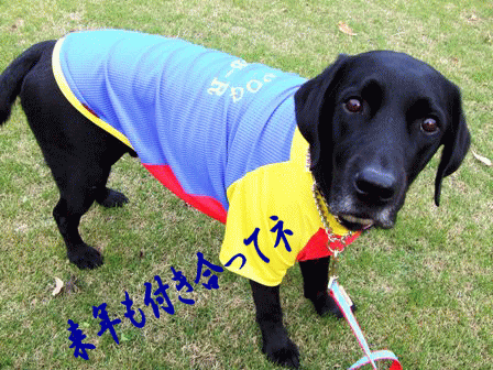 b0114559_11371259.gif