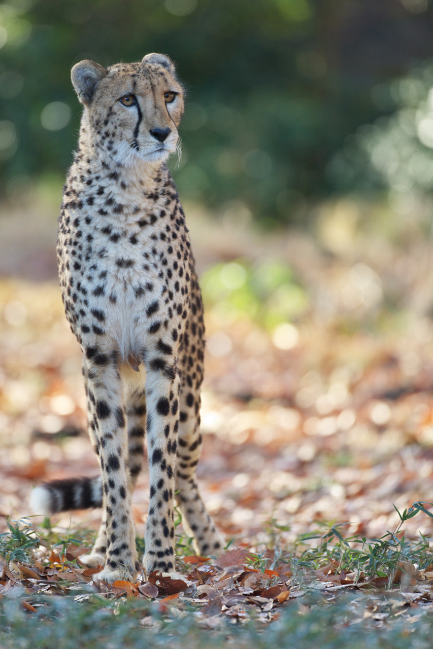 多摩動物公園220_e0060169_873110.jpg