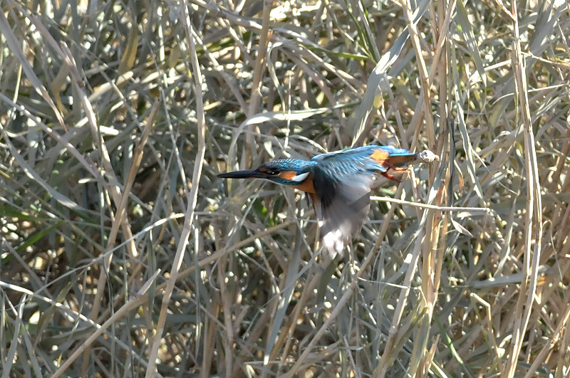 カワセミ_f0053272_10554878.jpg