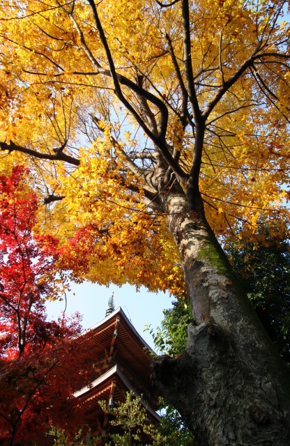 豪徳寺の秋その4_d0016584_1384827.jpg