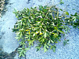 a0102098_22354295.jpg