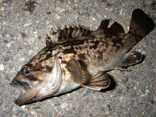 c0146202_019663.jpg
