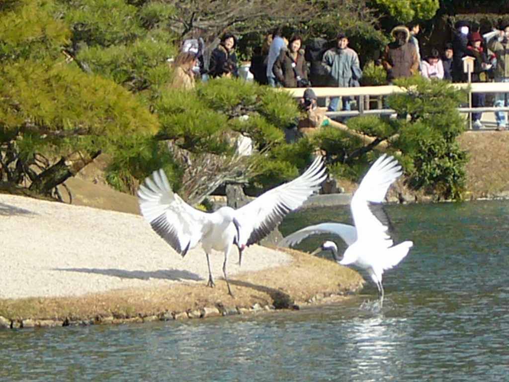 後楽園・タンチョウの放鳥_f0108049_22141287.jpg