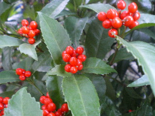 c0118352_10473022.jpg