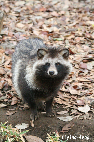 ふる里の動物_d0114858_1841417.jpg