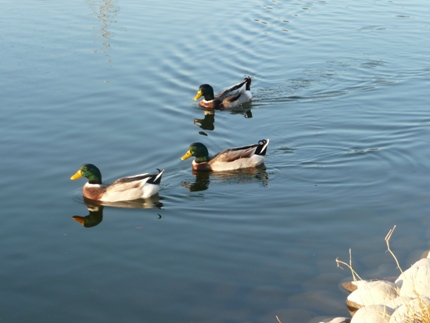 c0097309_21294414.jpg
