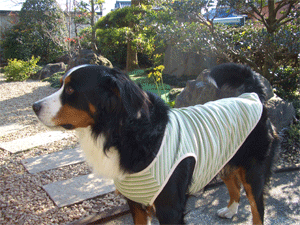 c0143711_0153450.gif