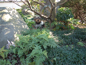 c0143711_0165726.gif