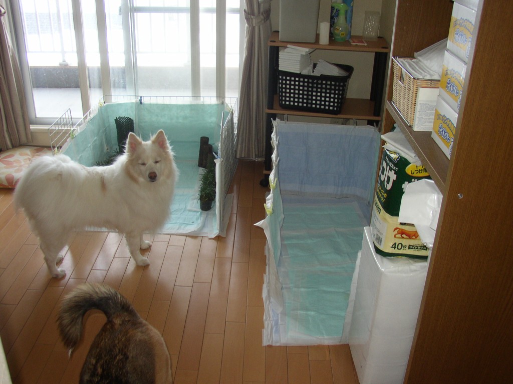 成犬からのトイレトレーニング2_f0066862_16432941.jpg