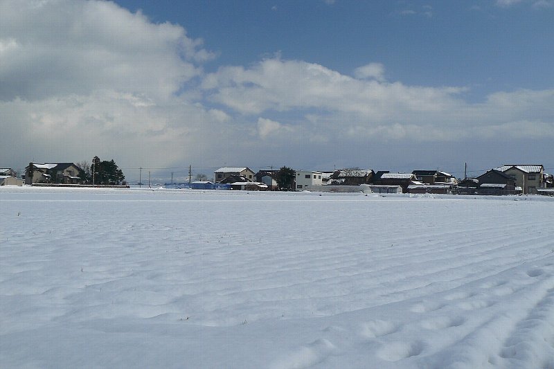 今年の初撮はコハクチョウ_a0096177_20412524.jpg