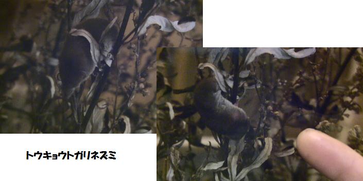 c0155902_15401570.jpg