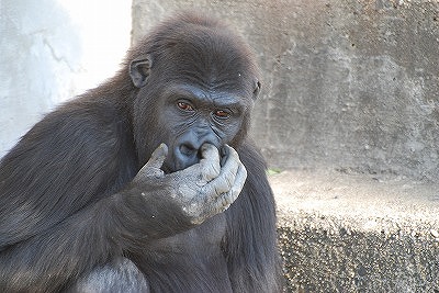 鼻をいじるゴリラ 浮寝鳥のわくわく手帳 長良川の写真と俳句 鼻をいじるゴリラ 浮寝鳥のわくわく手帳 長良川の写真と俳句