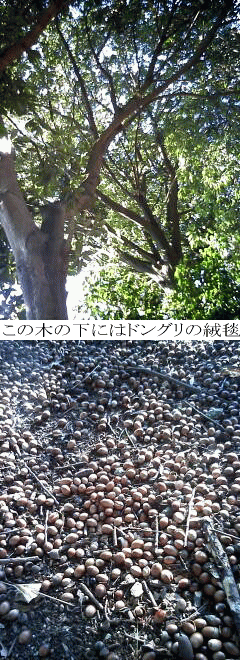 a0049614_9402129.gif