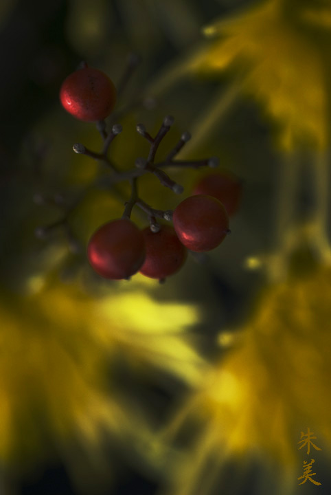 南天に菊_e0127416_15373947.jpg