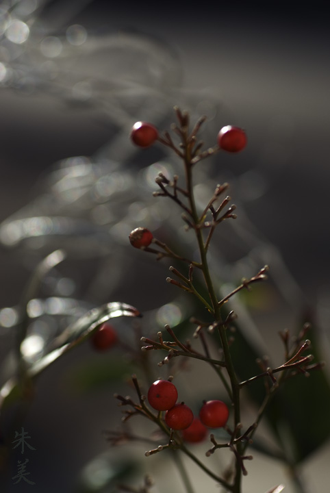 南天に菊_e0127416_153909.jpg