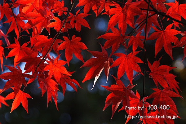 《花》　紅葉5　100mmマクロ（興禅院）_c0080036_0192137.jpg