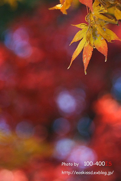 《花》　紅葉5　100mmマクロ（興禅院）_c0080036_0201716.jpg