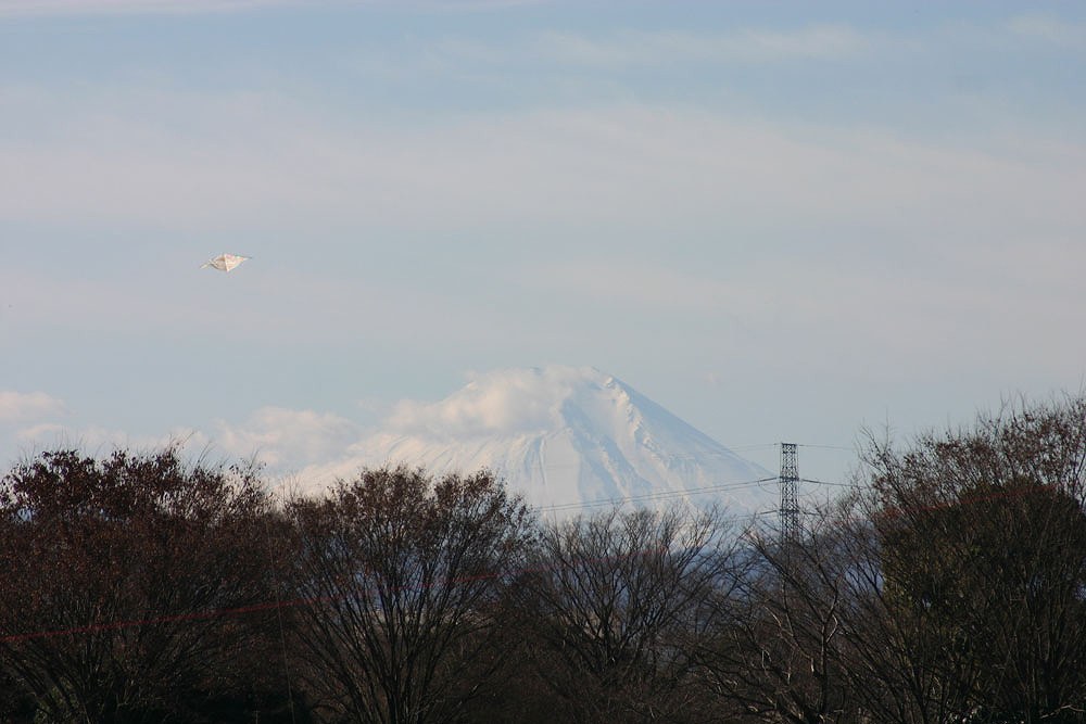 初花巡り(昭和記念公園１)_c0007169_16115643.jpg