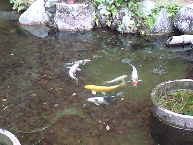 新春の三寺社巡り_d0116009_1241072.jpg