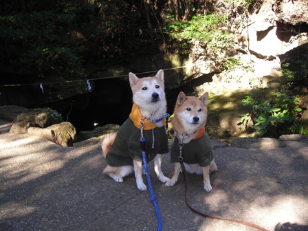 年末年始　丹後への犬連れ車中泊の旅　浜名湖ＳＡ～駒門風穴編_b0080342_18362539.jpg