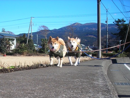 年末年始　丹後への犬連れ車中泊の旅　浜名湖ＳＡ～駒門風穴編_b0080342_18403744.jpg