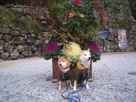年末年始 丹後への犬連れ車中泊の旅 彦根城編_b0080342_84072.jpg