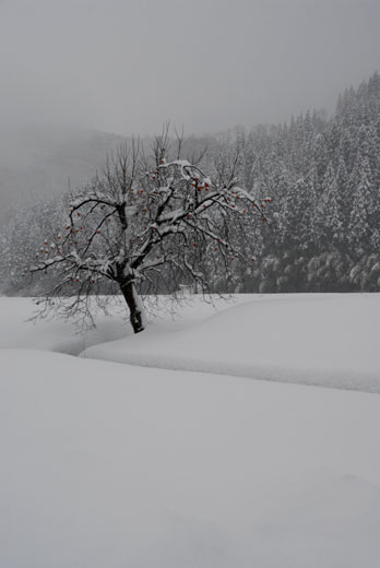 c0093046_89010.jpg
