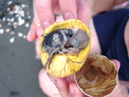 バロット初体験 なんちゃって国際派ナースへの道 バロット初体験 なんちゃって国際派ナースへの道