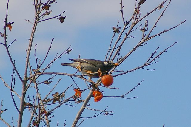 e0070891_164402.jpg