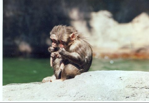 ★猿の赤ちゃんは、顔を最長2年間全く見ずに育っても識別_a0028694_14362849.jpg