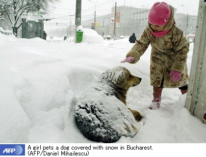 迷子の子羊、雪が積もった犬、雨に打たれる犬 _a0057402_17554548.jpg