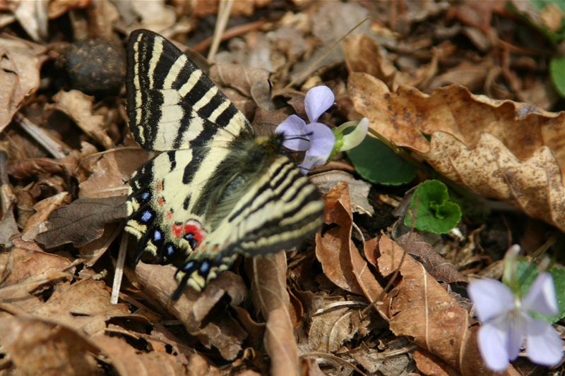 チョウ類保全シンポジウム－ギフチョウ・ヒメギフチョウ－_d0054625_16322587.jpg