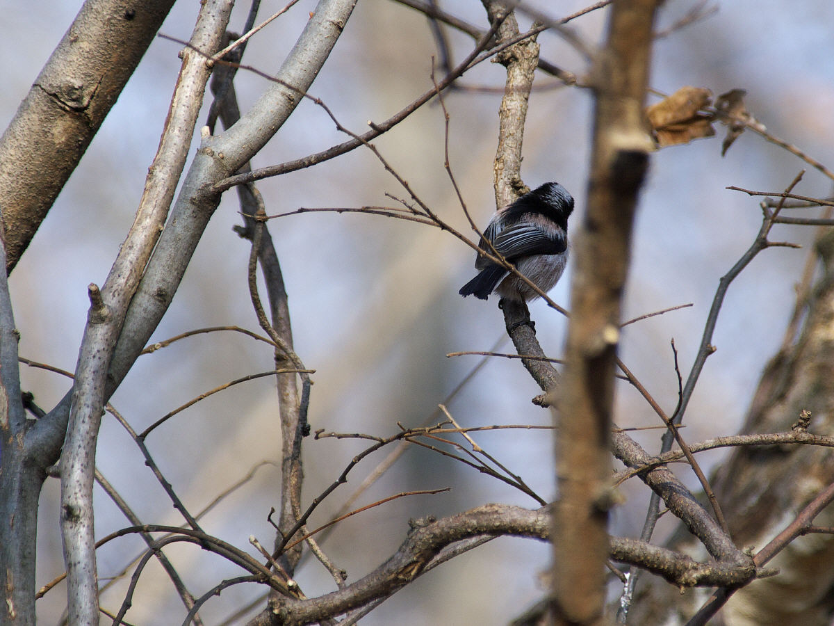 自然公園で鳥撮り_a0089554_17542224.jpg