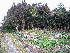 a0087378_4452559.jpg