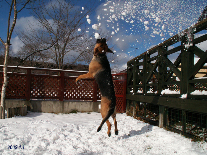 宙を舞う犬_f0067179_14571049.jpg