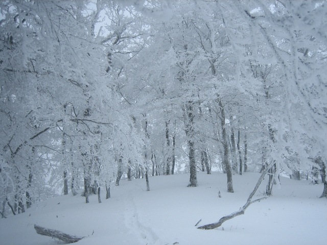 台高明神平　久しぶりの雪山にて！_c0147398_15294142.jpg