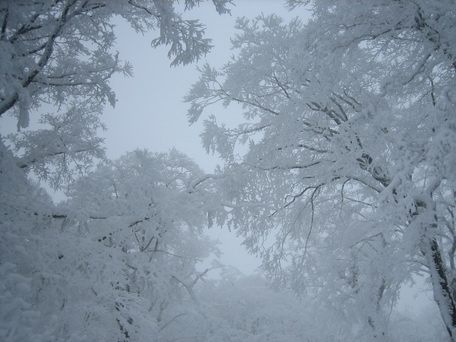 台高明神平　久しぶりの雪山にて！_c0147398_15313644.jpg