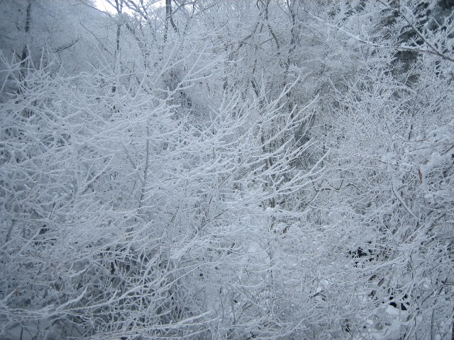 台高明神平　久しぶりの雪山にて！_c0147398_1537262.jpg