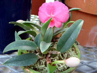 d0007501_7391430.jpg