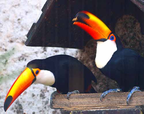 オニオオハシ　（上野動物園にて・1月6日）_a0023315_19535183.jpg